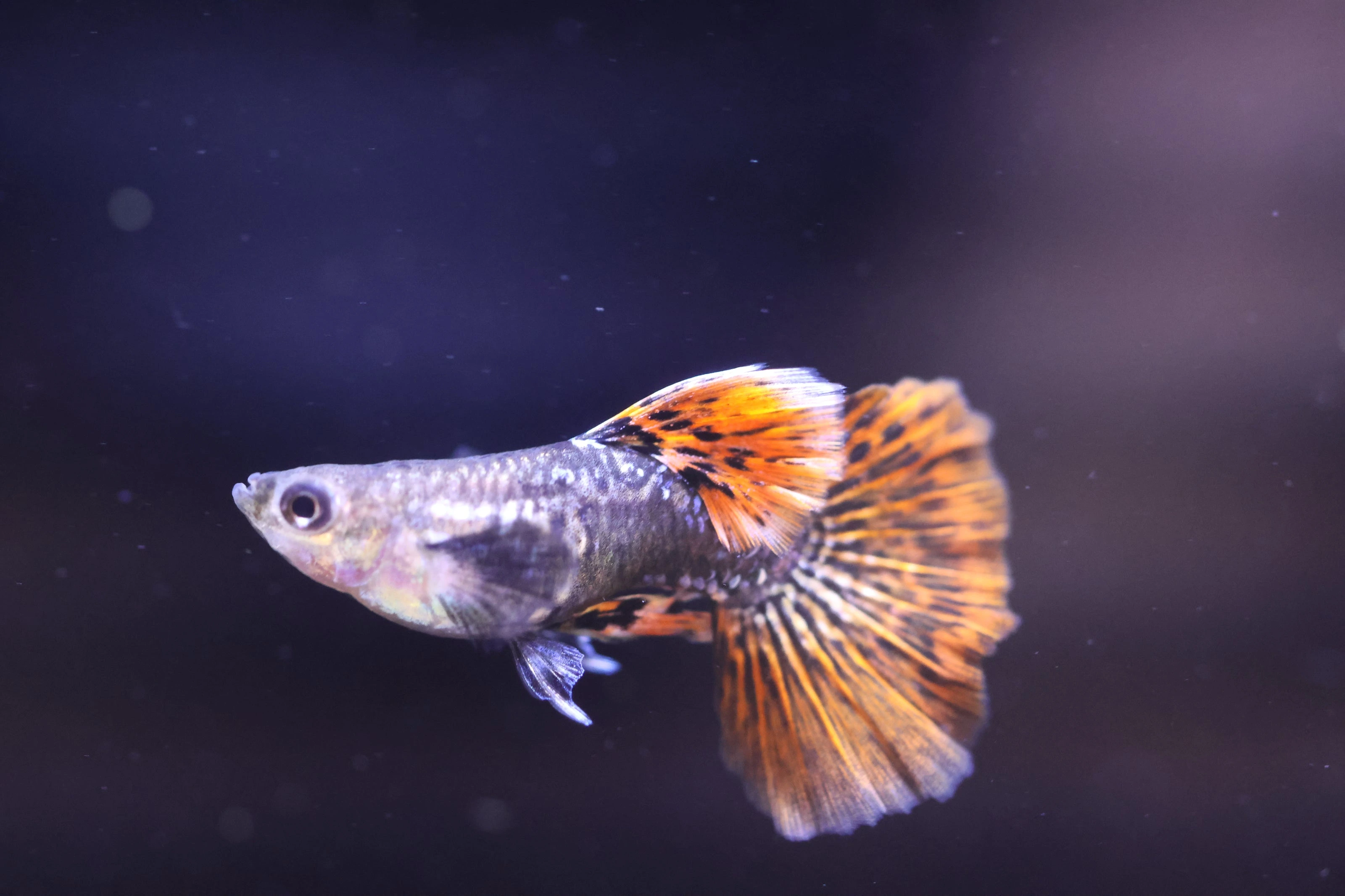 Premium Vibrant Guppies Delivered Nationwide